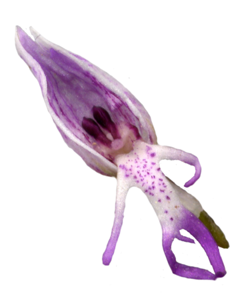 orchidee1.png