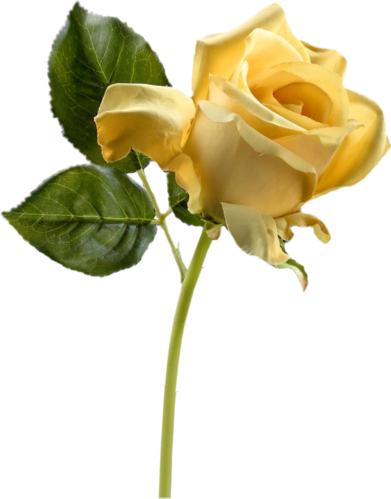 rose27j1.png