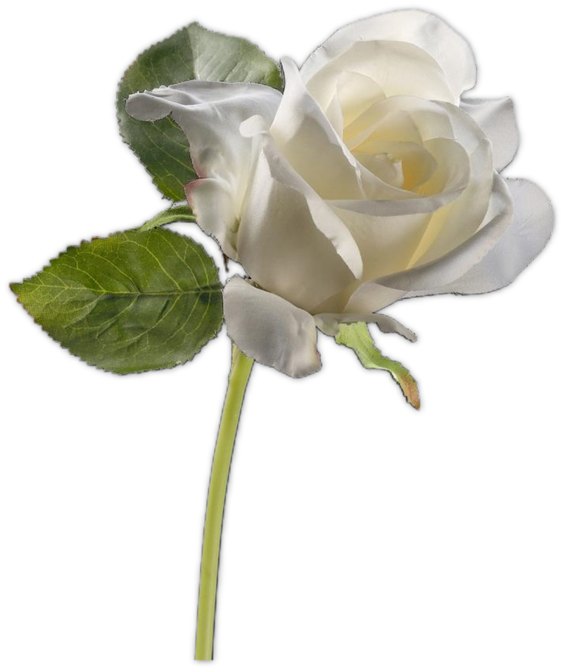 rose27j2.png