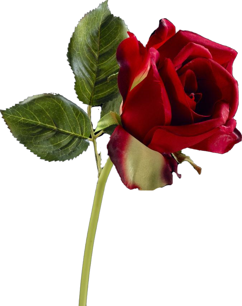 rose27j3.png