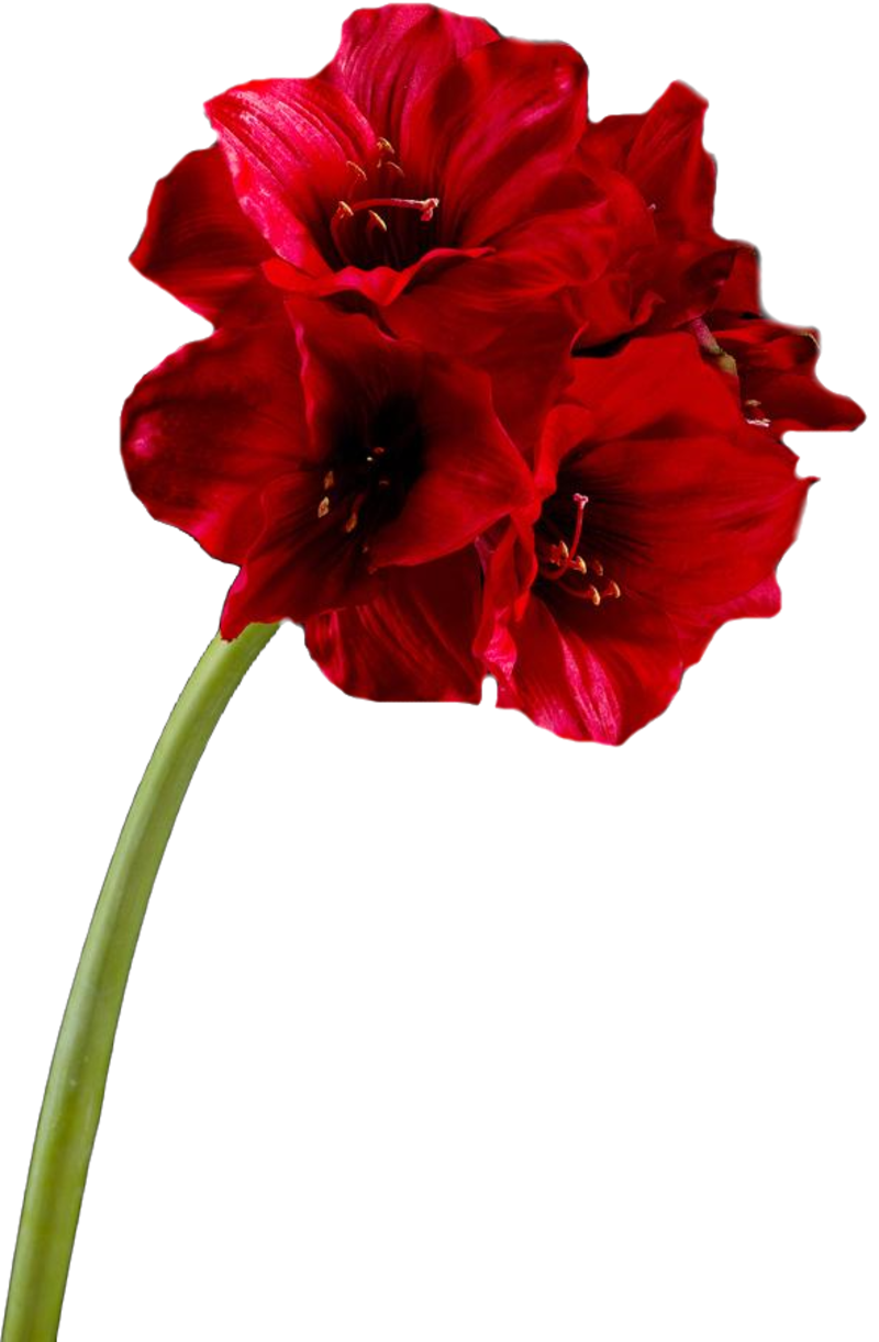 rose27j4.png