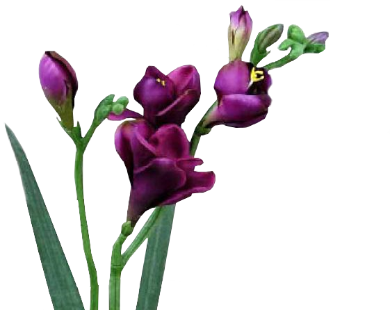 rose27j7.png
